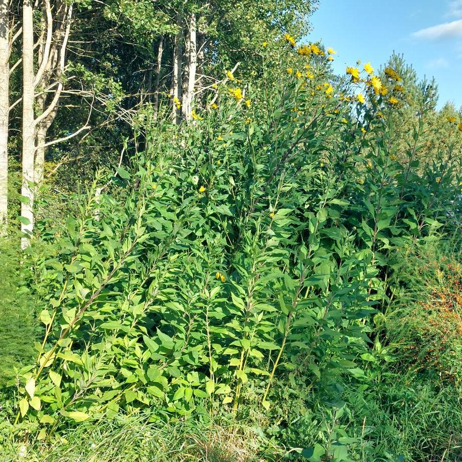 20260906-173225.jpg