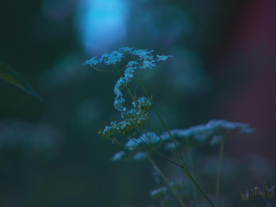 robins-tragard-mera-bilder-4.jpeg